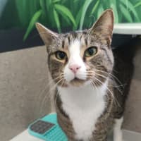 Photo of Mantis Toboggan M.D