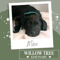 Photo of Max