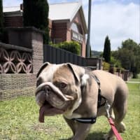 Photo of Charlie   5 Year Old British Bulldog (Trial)