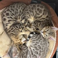 Photo of Snow Leopard