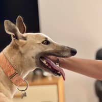 Photo of Orana The Greyhound