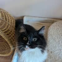 Photo of Silverfox