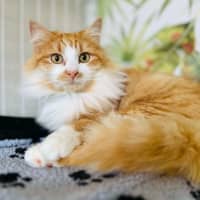 Photo of Sooki   Located In Preston 