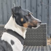 Photo of Rostik
