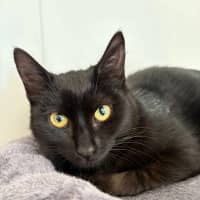 Photo of Black Betty