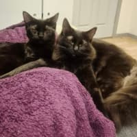 Photo of Titan * 9 Lives Project Rescue*