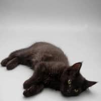 Photo of Jet