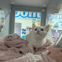 Photo of Chicken Loaf