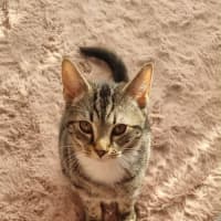 Photo of Suki
