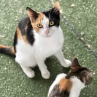 Photo of Kit Kat (And Cashew)