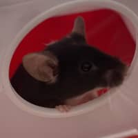 Photo of Wasabi
