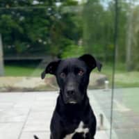 Photo of Tasha *$350 Adoption Fee*