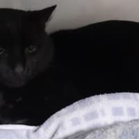 Photo of Bogey