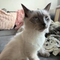 Photo of Wren