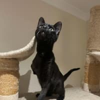 Photo of Gomez   Located In Pakenham