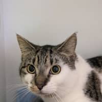 Photo of Wren