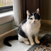 Photo of Ayla * 9 Lives Project Rescue*