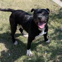 Photo of Hank (9218)