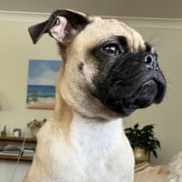 Photo of Freddie 🐶