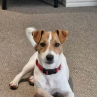 Photo of Milo