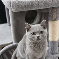 Photo of Whisper