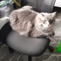 Photo of Mr Fluffy