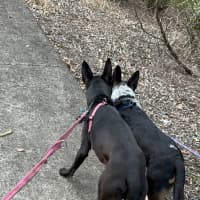 Photo of Stimpy