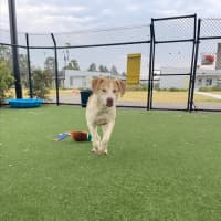 Photo of Gromit Imp 1418