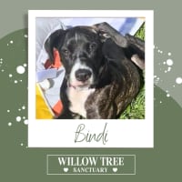 Photo of Bindi