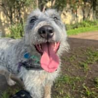 Photo of Scruffy