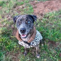 Photo of Mija