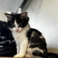 Photo of Pari (Was Coco Prev. Echo)