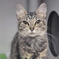 Photo of Squeak
