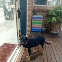 Photo of Rosie