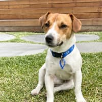 Photo of Dale   18 Month Old Jack Russell 