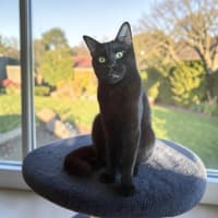 Photo of Alfie