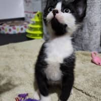 Photo of Tuxie