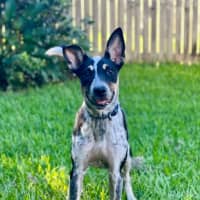 Photo of Tallulah