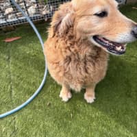 Photo of Nala