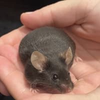 Photo of Little Muffin