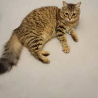 Photo of Cinnamon 