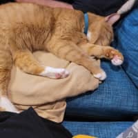 Photo of Cheeto