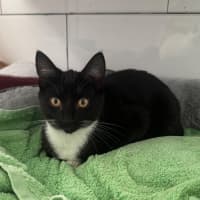 Photo of Tux