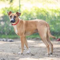 Photo of Scarlet
