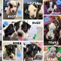 Photo of Jimmy Chews