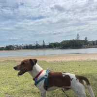 Photo of Fenton   2 Year Old Jack Russell