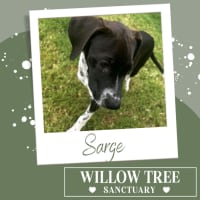Photo of Sarge