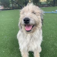 Photo of Scrappy Imp 1855