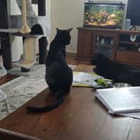 Photo of Purrcival