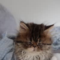 Photo of Beef Wellington